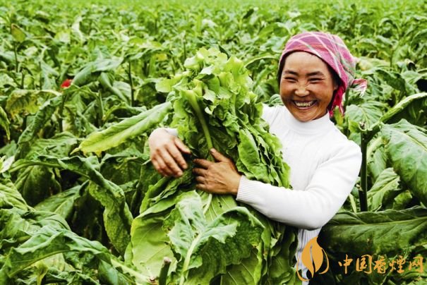 煙葉稅是什么，煙葉稅如何計算