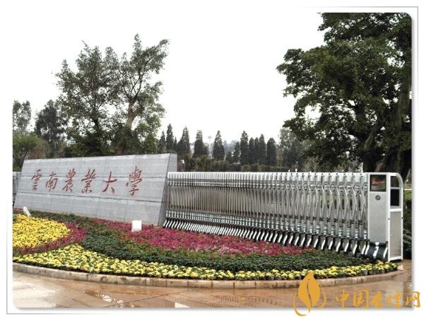 煙草專(zhuān)業(yè)大學(xué)排名，煙草專(zhuān)業(yè)就業(yè)前景好