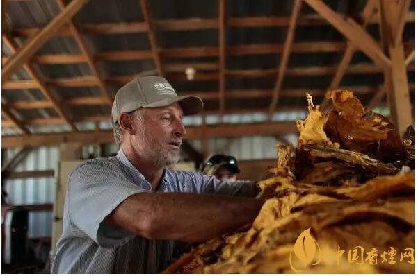 津巴布韋煙葉為什么好，黃金煙葉成為國寶