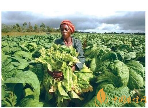 津巴布韋煙葉為什么好，黃金煙葉成為國寶