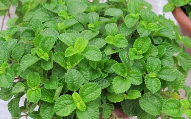 怎么去除尼古丁植物 哪種植物最吸尼古?。ㄈf年青）