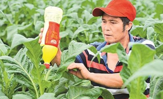 煙草是一種什么植物 如何提高煙草質量