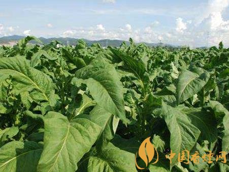 云南煙草經(jīng)濟(jì)數(shù)據(jù)公開 今年煙草工商稅收預(yù)計達(dá)268億元！